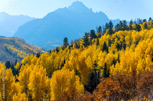 Autumn Mountain Forest - Bright Autumn morning sunlight shinning on colorful mountain forest in rugged Sneffels Range. Uncompahgre National Forest, Ridgway-Telluride, Colorado, USA.