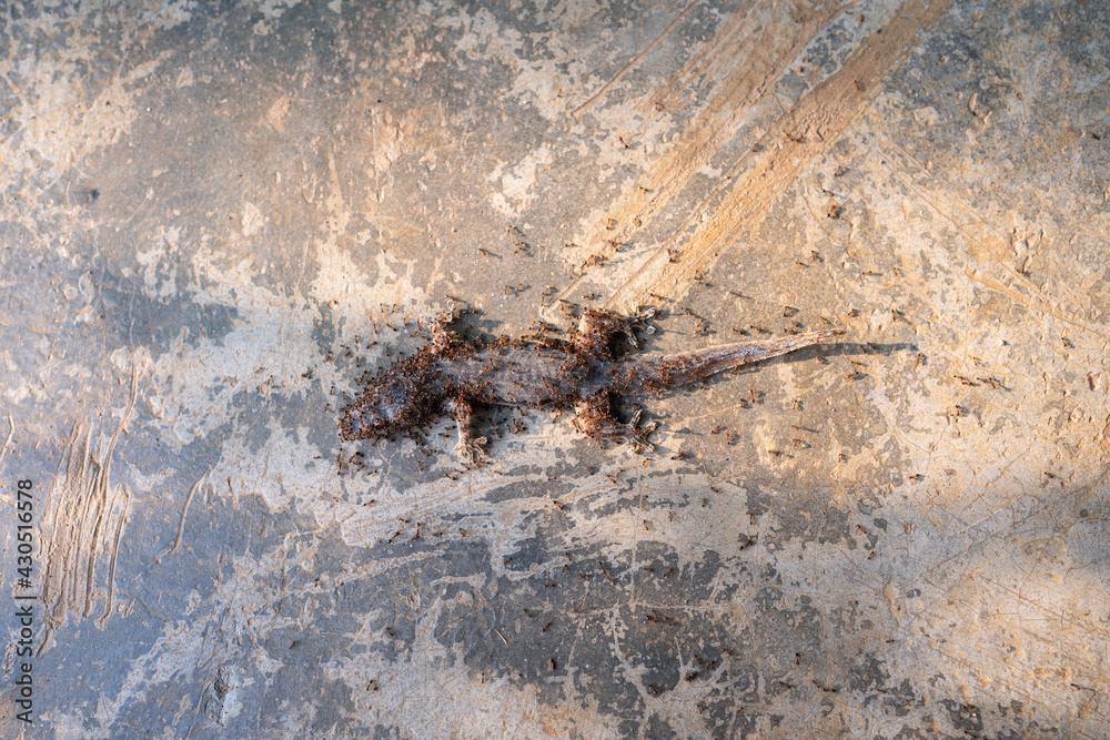 team-working-concept-dead-lizard-body-being-eaten-by-group-of-red-ants