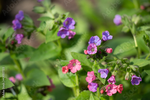 Pink and blue flowers  lungwort in the early spring.