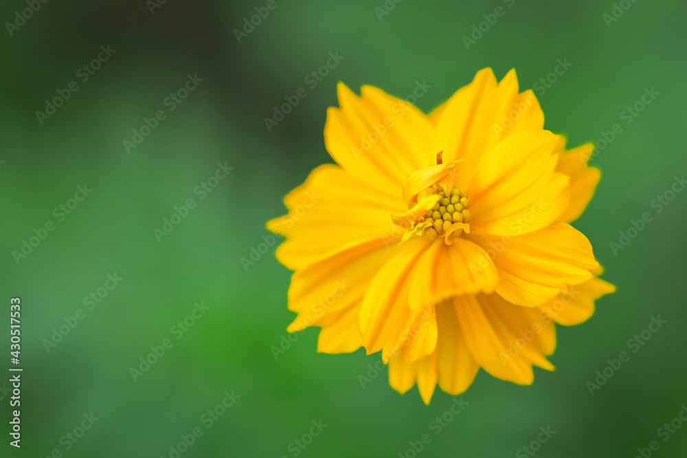 Yellow cosmos flowers blooming in the garden Yellow cosmos flowers blooming in the garden