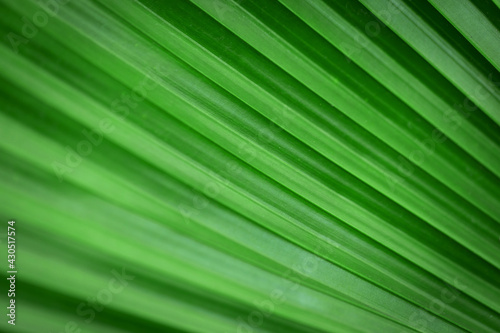 Pacifica or the Fiji fan palm leaves with beautiful pattern surface texture