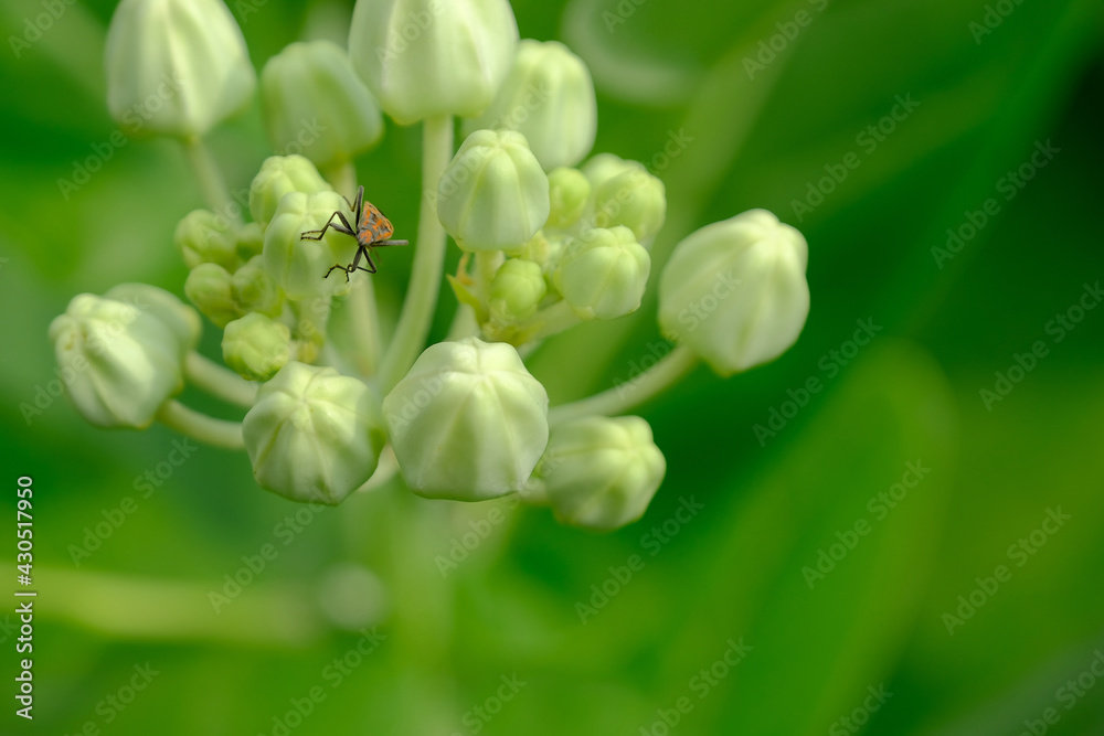 Obraz premium beautiful bug on the crown flower. 