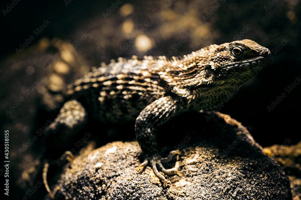 Naklejka premium Leiocephalus carinatus - lizard iguana in a terrarium.