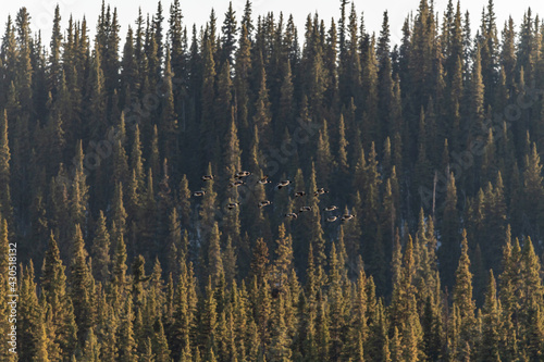 Wilderness view of spruce trees with camouflaged birds flying in front of trees. Taken in spring time in northern Canada with background view  desktop view of relaxing and isolated area. 