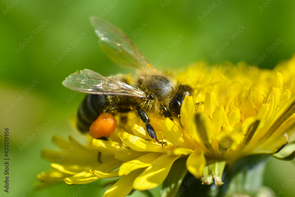 Honey bee close up on dandelion flower. Bee full of pollen collecting nectar on a wild yellow dandelion flower, blurred green spring background Honey bee close up on dandelion flower. Bee full of pollen collecting nectar on a wild yellow dandelion flower, blurred green spring background