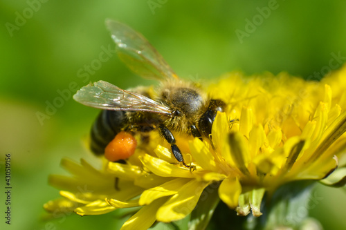 Honey bee close up on dandelion flower. Bee full of pollen collecting nectar on a wild yellow dandelion flower, blurred green spring background © Ivan