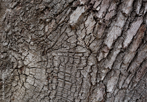 tree bark texture. great background for design