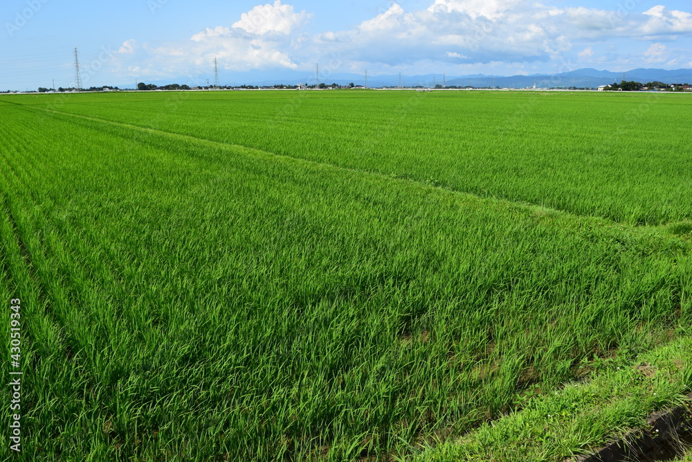 田園風景 日本有数の米どころ 山形県庄内
