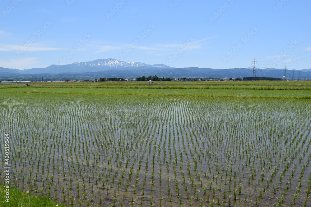 田園風景 日本有数の米どころ 山形県庄内