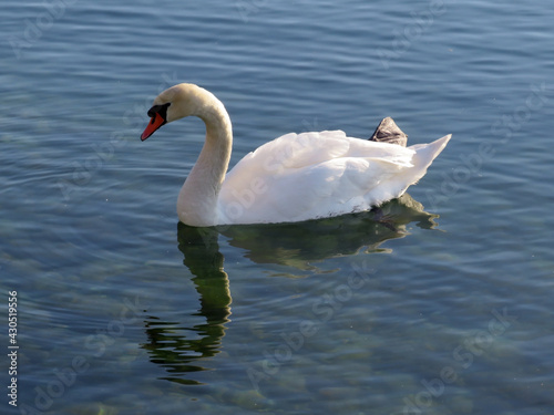 The mute swan (Cygnus olor), Höckerschwan (Hoeckerschwan) or Crvenokljuni labudon the surface of Lake Geneva (lac de Genève, lac Léman or Genfersee) - Switzerland / Suisse photo