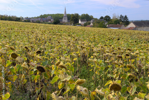 Champ de tournesol en Touraine. Village en arrière plan