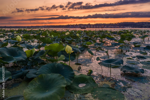 Water Lilies on the Mississippi River, sunset, Fisherman Corner, Hampton, Illinois
