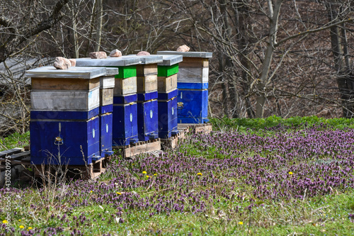 Row of bee hives in a field of wildflowers in meadow. Selective focus, flowers and beehive