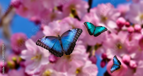 butterfly closeup on a pink flower bush.