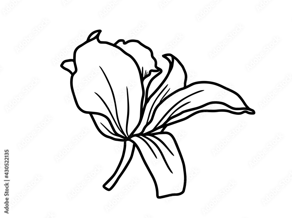 Obraz premium Hand drawing and sketch flower with line art illustration.
