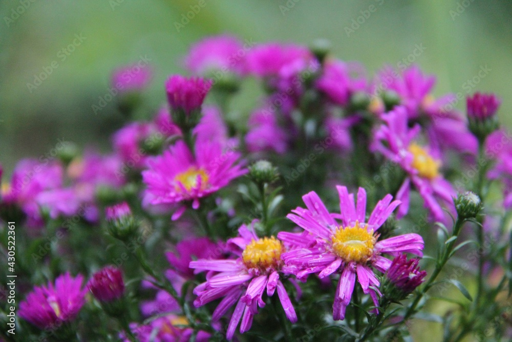 purple flowers in the garden purple flowers in the garden