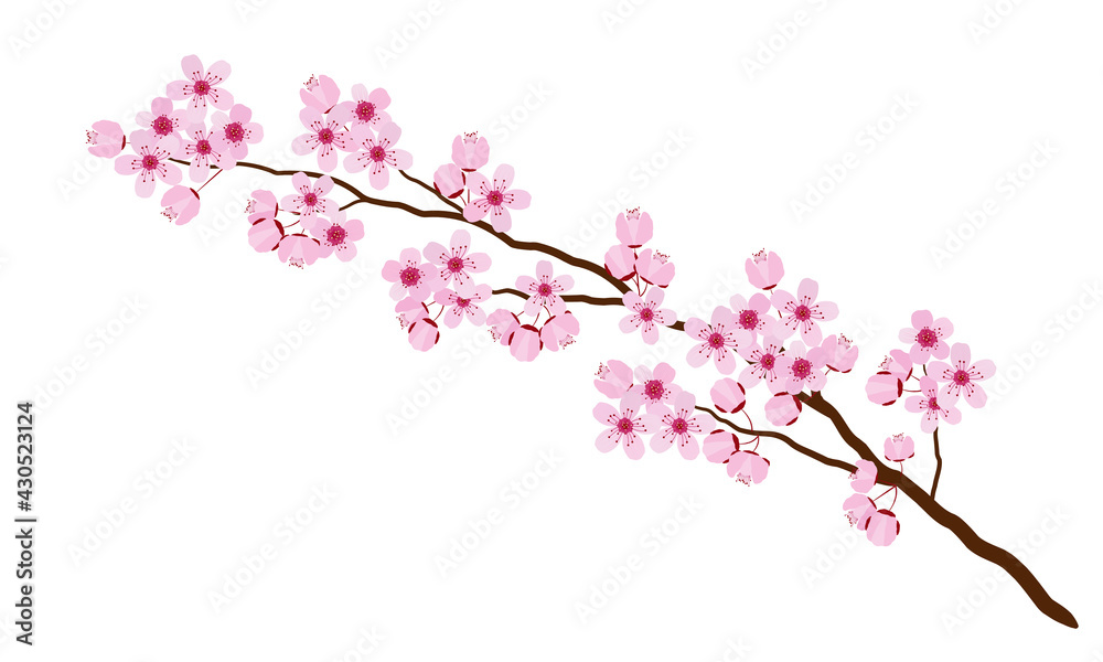 Pink cherry blossom isolated on white, vectorillustration Pink cherry blossom isolated on white, vectorillustration