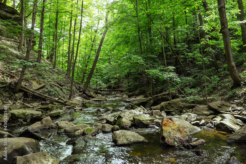 Obraz premium Nature forest background - river, stony coast and green trees