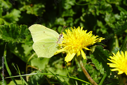 Common brimstone (Gonepteryx rhamni), family Pieridae on the flower of Taraxacum officinale, the common dandelion of the family Asteraceae or Compositae. Bergen, Netherlands, April  © Thijs de Graaf
