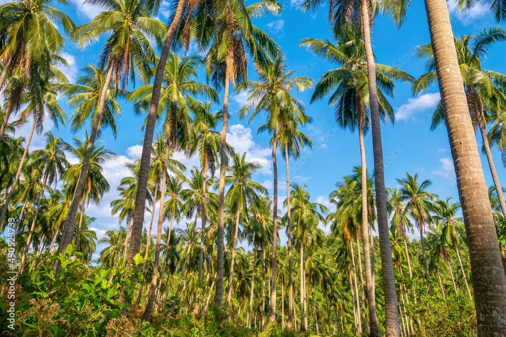 Low angle view of a large coconut plantation on Mindoro Island in the Philippines, with the long tree trunks and green fronds standing out against the vibrant blue sky.