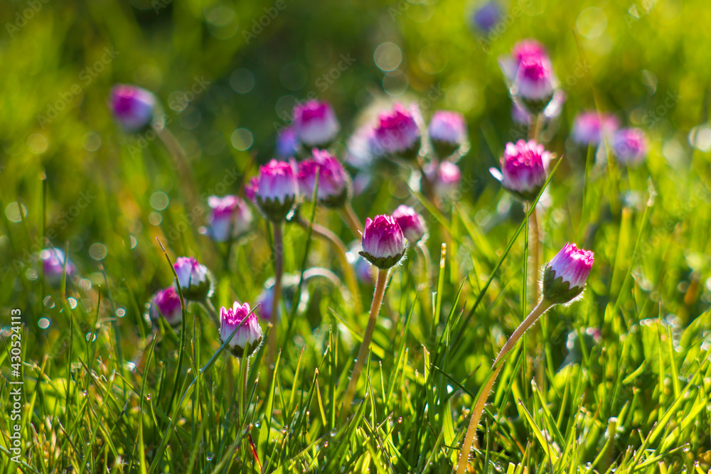 daisy flowers in morning dew with natural bokeh, soft focus