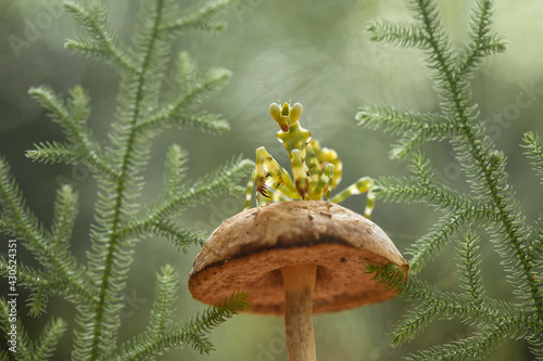 Cerobroter gemmatus on unique plants photo