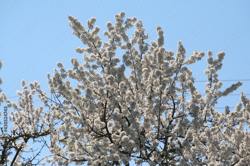 blossoming branches of a tree