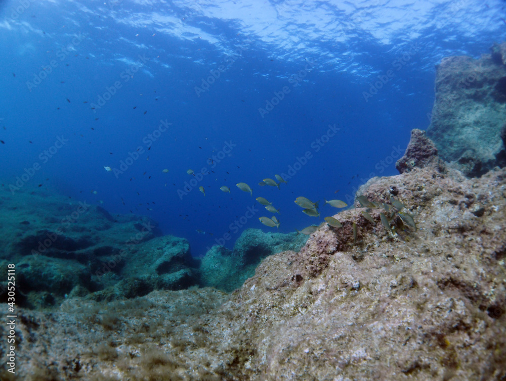 Fototapeta premium Scuba Diving Malta Gozo Comino