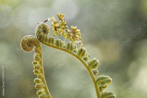 Cerobroter gemmatus on unique plants photo