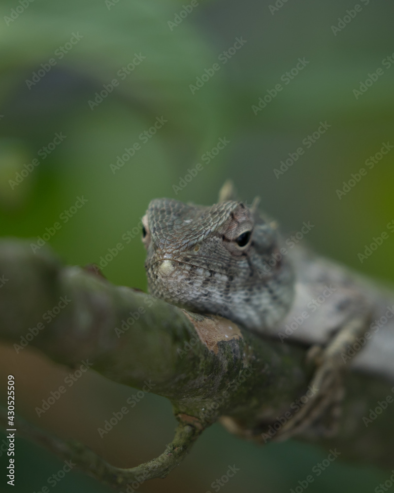 Beautiful garden lizard close up image.Calotes is a genus of lizards in the draconine clade of the family Agamidae Beautiful garden lizard close up image.Calotes is a genus of lizards in the draconine clade of the family Agamidae