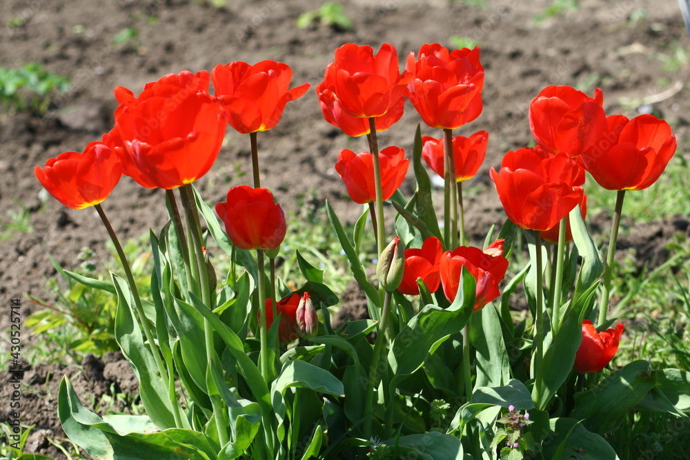 Fototapeta premium field of red poppies