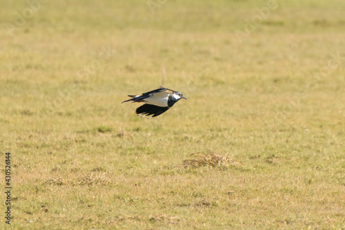 A Lapwing bird fly and play in the air, just above a field. In the province of Friesland in the Netherlands