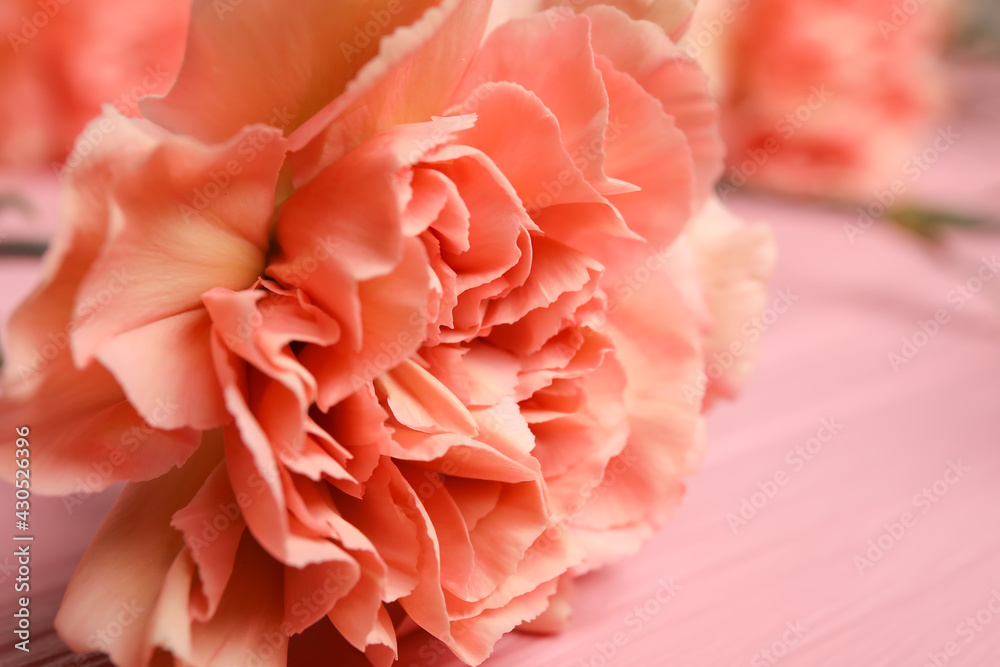 Fresh carnation flower on color wooden background, closeup