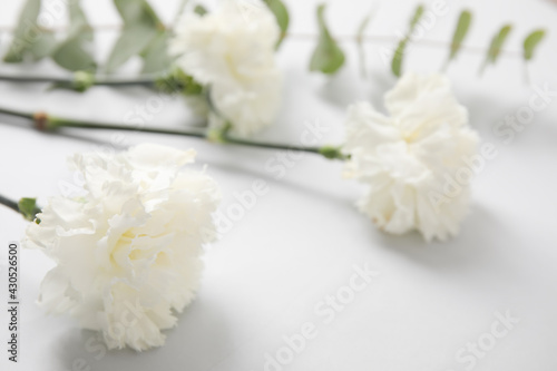 Fresh carnation flower on grey background