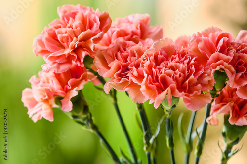 Bouquet of beautiful carnation flowers outdoors photo