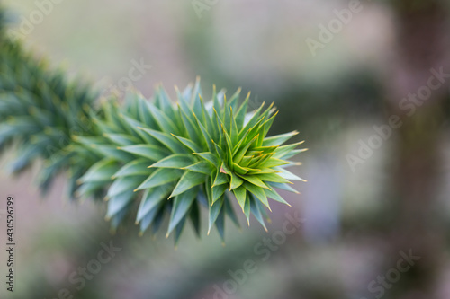 Close up of the branch of a Araucaria araucana tree. Also known as Monkey Puzzle Tree or Chilean Pine.