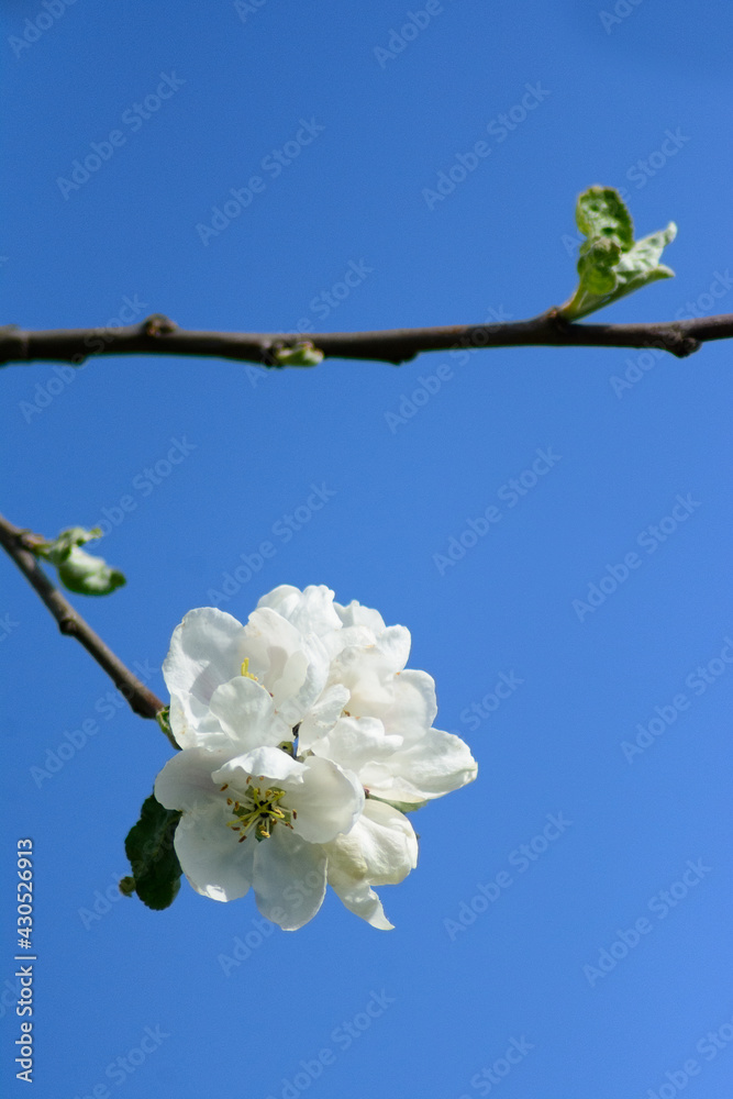 Apple blossoms