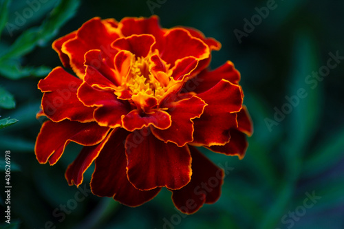 Tagetes patula, marigold flower