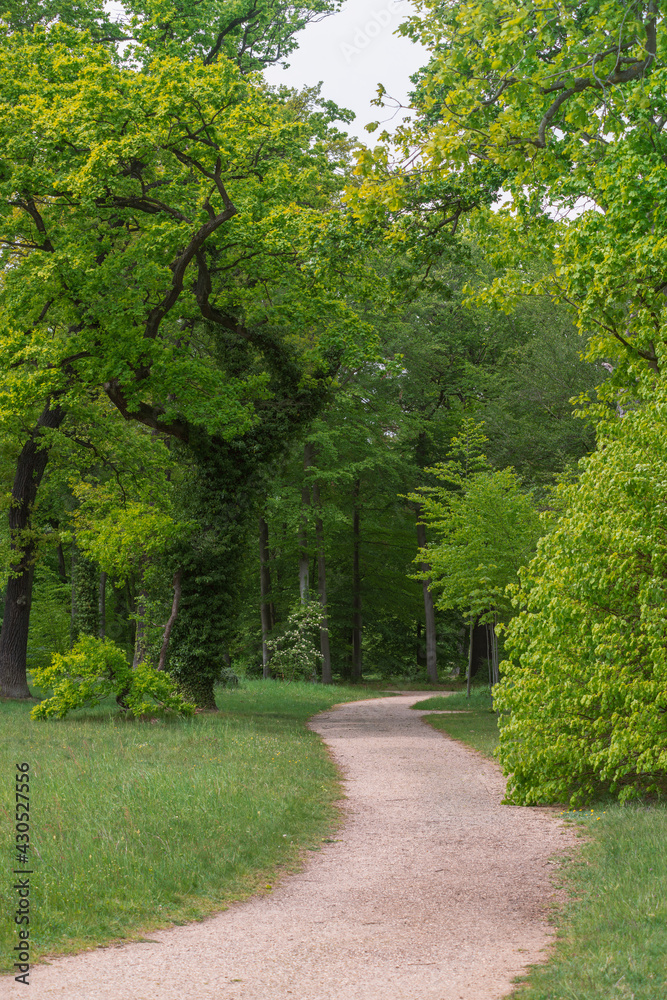 Fototapeta premium winding pathway in park