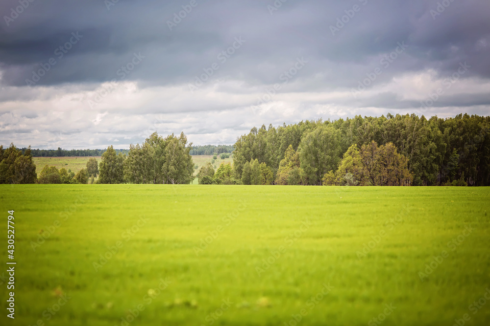 Fototapeta premium field and blue sky