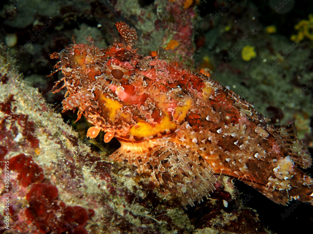 Scuba Diving Malta Gozo Comino
