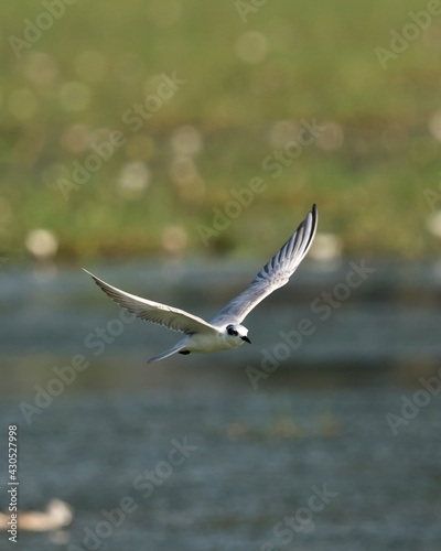 Sea Gull in Flying Mode Green Background