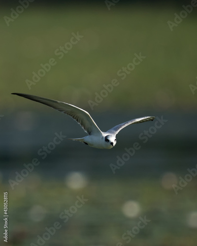 Sea Gull in Flying Mode Green Background