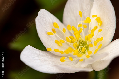 Isopyrum thalictroides plant growing in forest	 photo