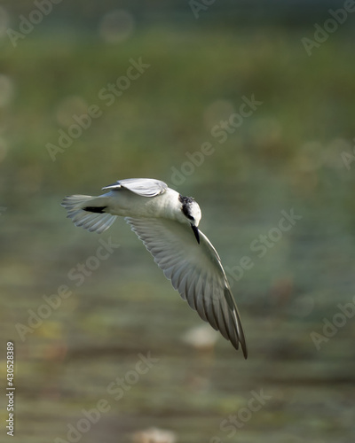 Sea Gull in Flying Mode Green Background © Dhanish