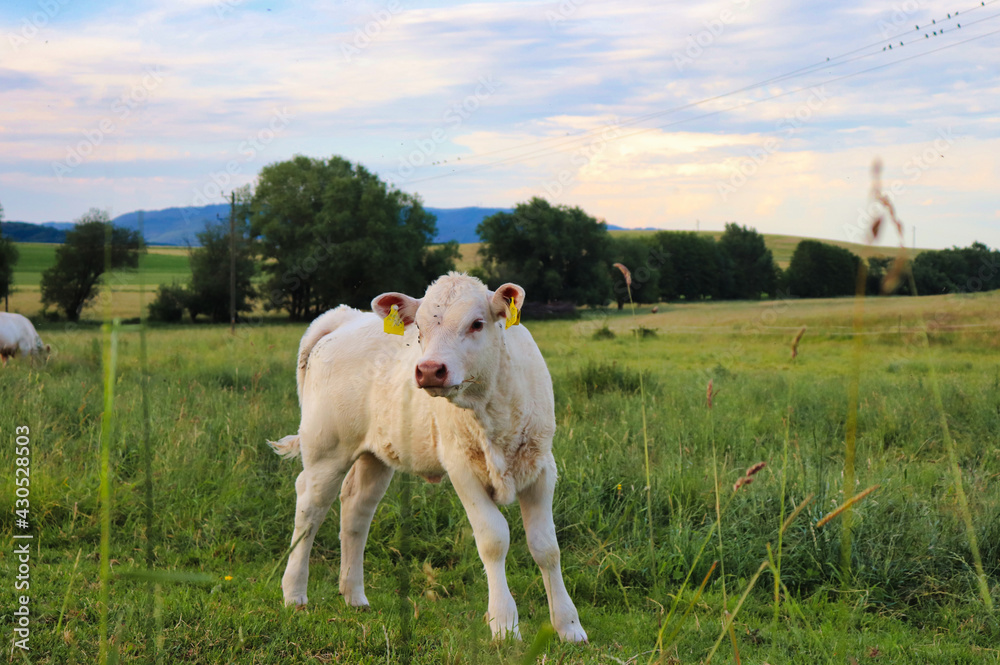 Curious white calf standing in a green field on a farm in rural Germany on a spring day. Curious white calf standing in a green field on a farm in rural Germany on a spring day.