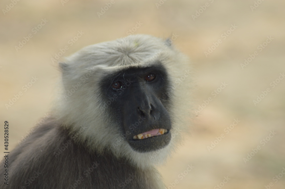 portrait of a baboon portrait of a baboon