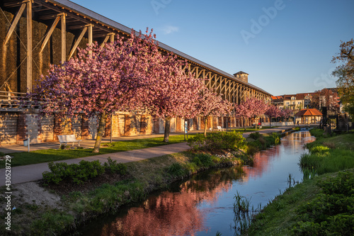 saline with blooming cherry trees photo