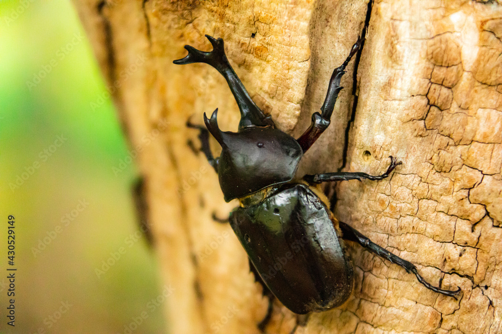 虫相撲 の画像 51 件の Stock 写真 ベクターおよびビデオ Adobe Stock
