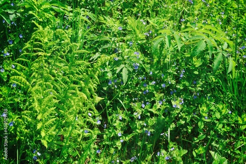 Green meadow grass macro. Springtime background. Close up nature background